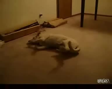 Куче Тича На Сън И Се Блъска В Стена! Много Смях!