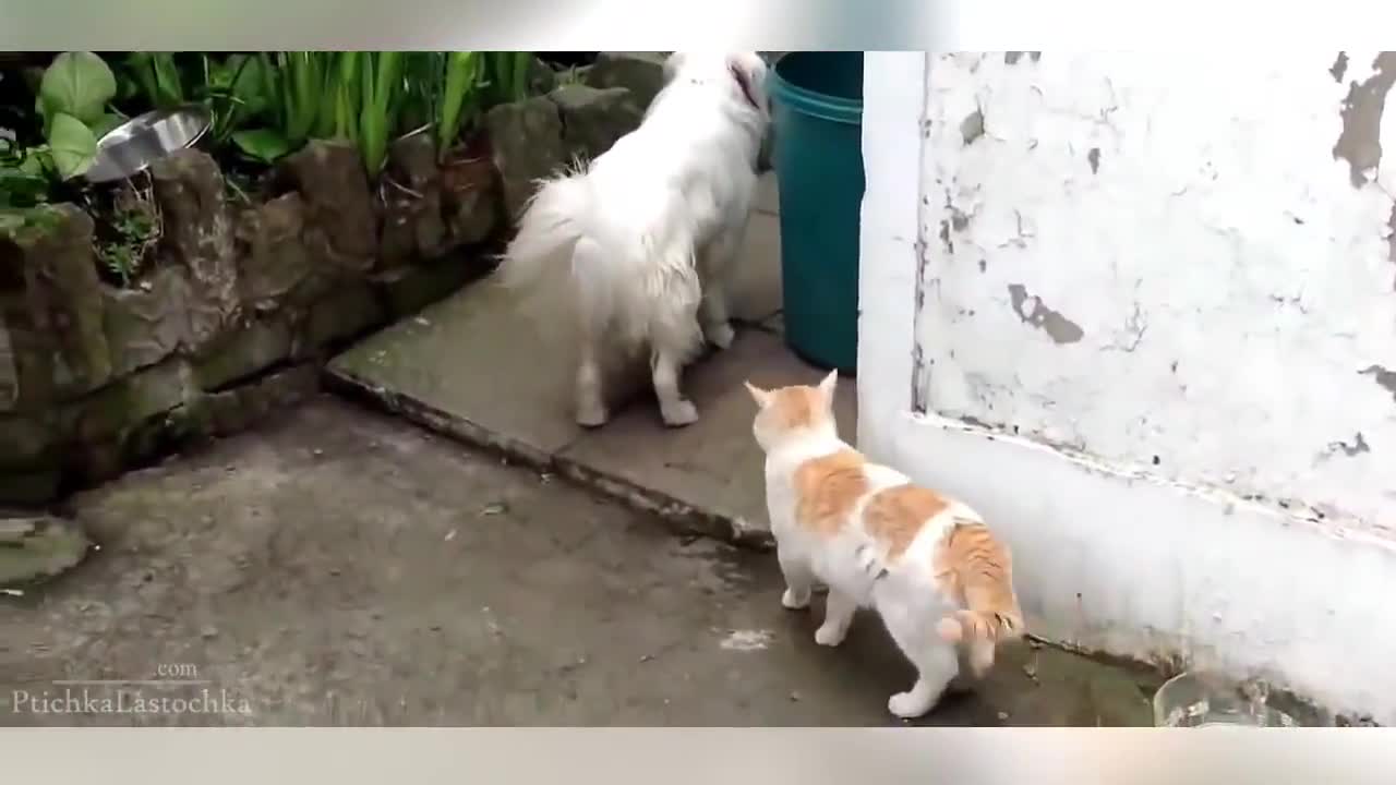 >Котки срещу кучета - Компилация