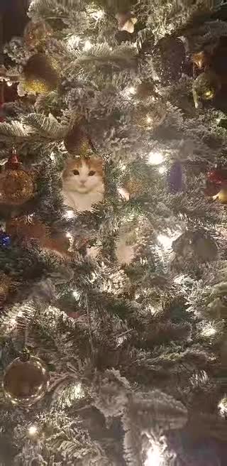 В очакване на Коледа