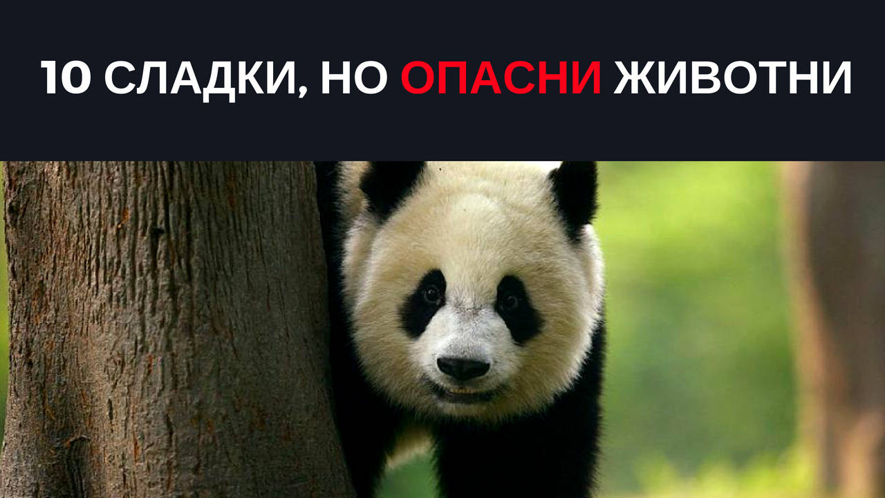 10 сладки, но опасни животни