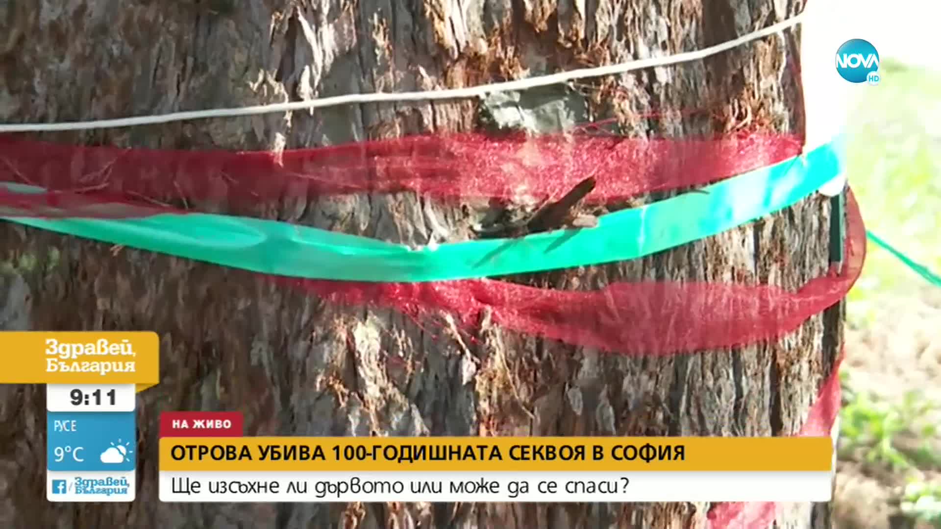Отрова убива 100-годишна секвоя в София
