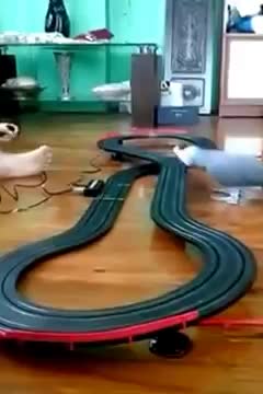 Нахален папагал пречи на дете да играе с любимата си игра