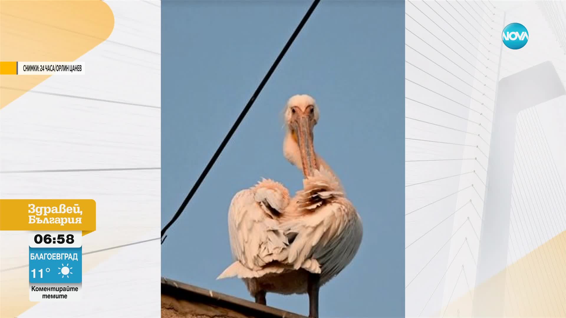 Пеликан сви гнездо върху блок във Варна