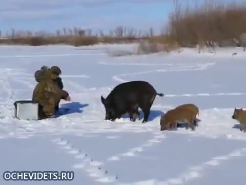 >Неочаквана среща с диви прасета по време на риболов