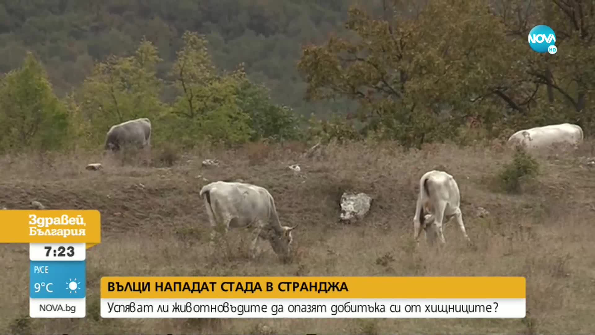Глутници вълци нападат добитък в Странджанско