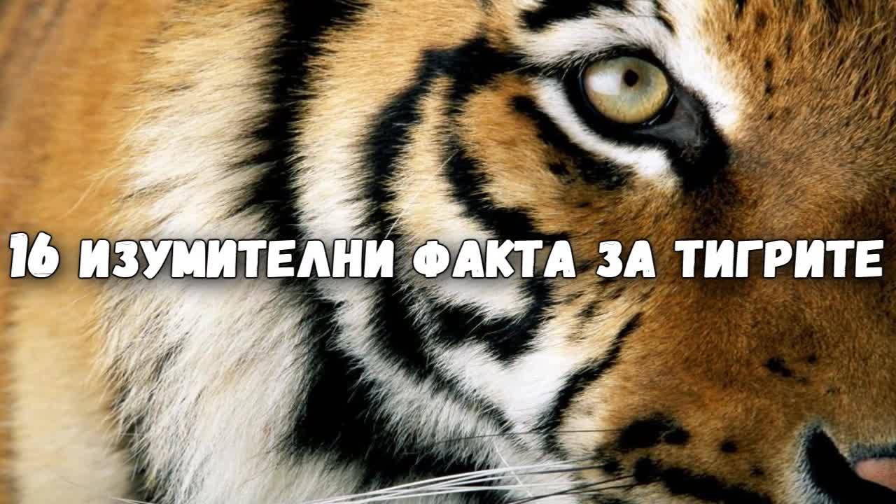 16 изумителни факта за тигрите