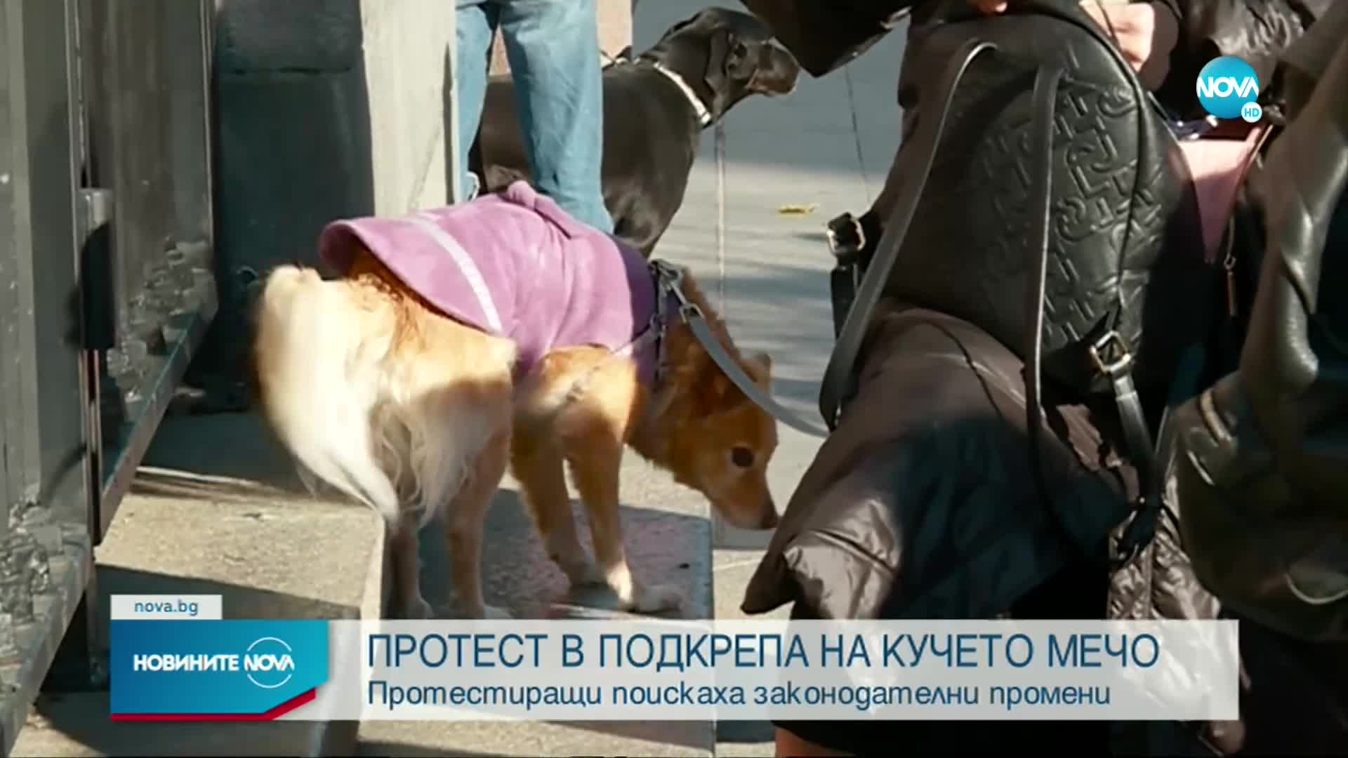 Протест пред Събедната палата заради насилника на кучето Мечо
