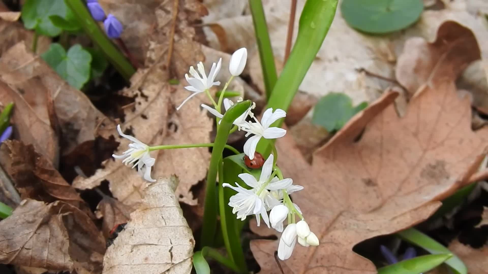 Две калинки като балеринки се радват на белия синчец!