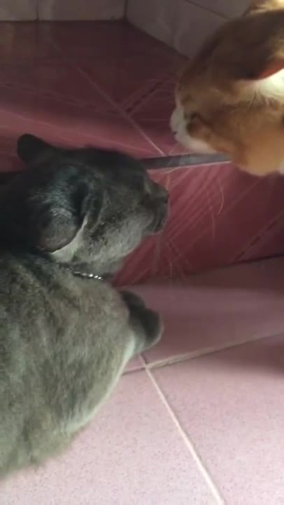 Тези две котки май имат доста оживен разговор!