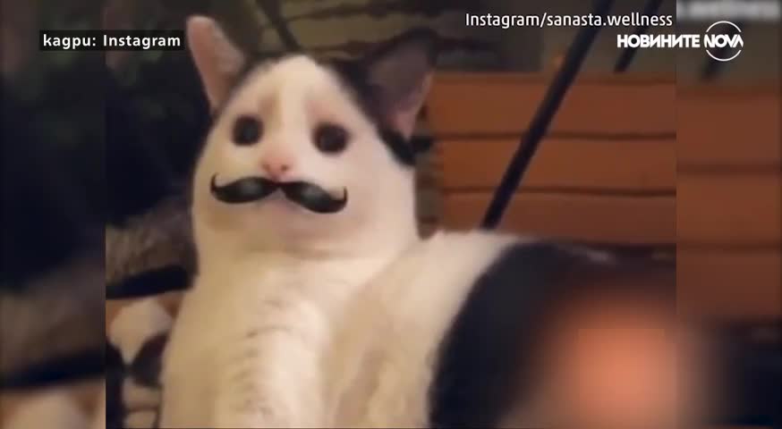 Как изглеждат котките, снимани със Snapchat?