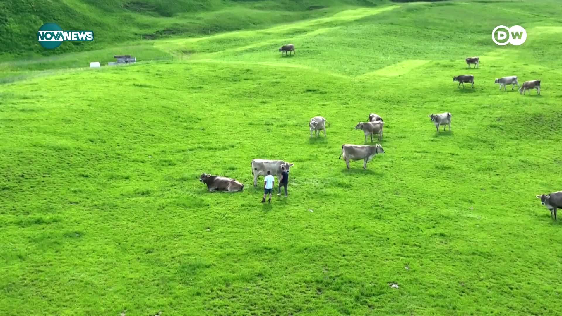 Повелител на сирената: Швейцарец произвежда уникални млечни специалитети