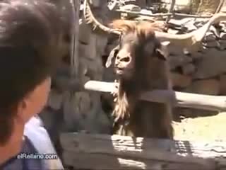 Смях! Не говори така на козел,ако не искаш да го ядосаш !