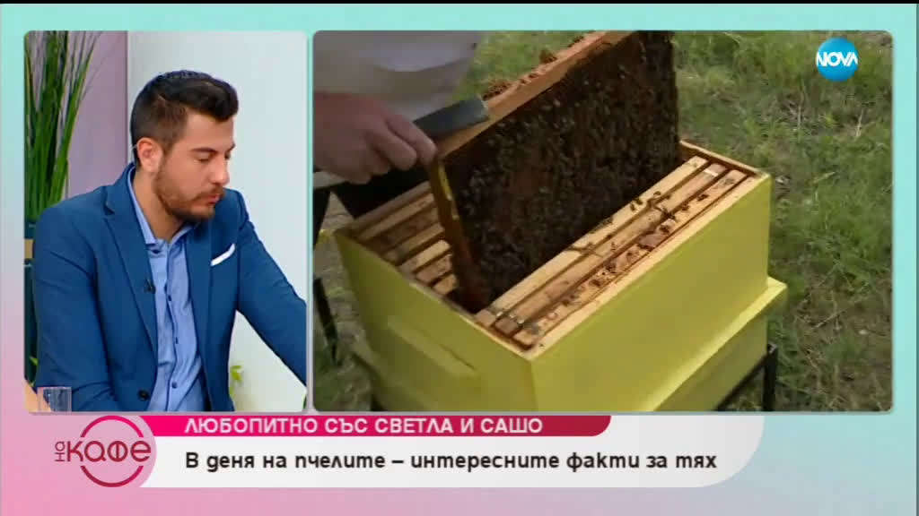 В деня на пчелите - интересните факти за тях.
