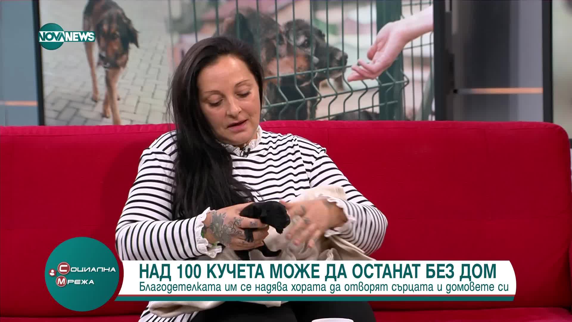 Жената, продала къщата си, за да помага на бездомни животни: Те имат нужда да намерят своя  дом
