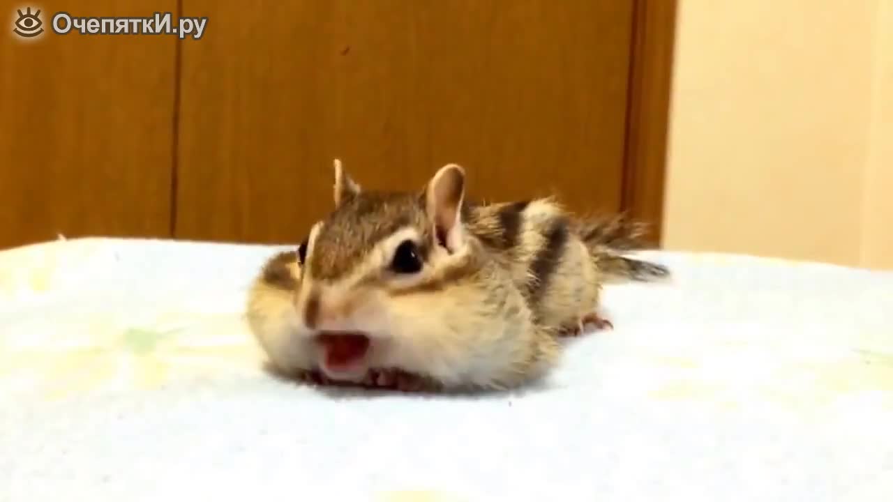 Забавна катеричка