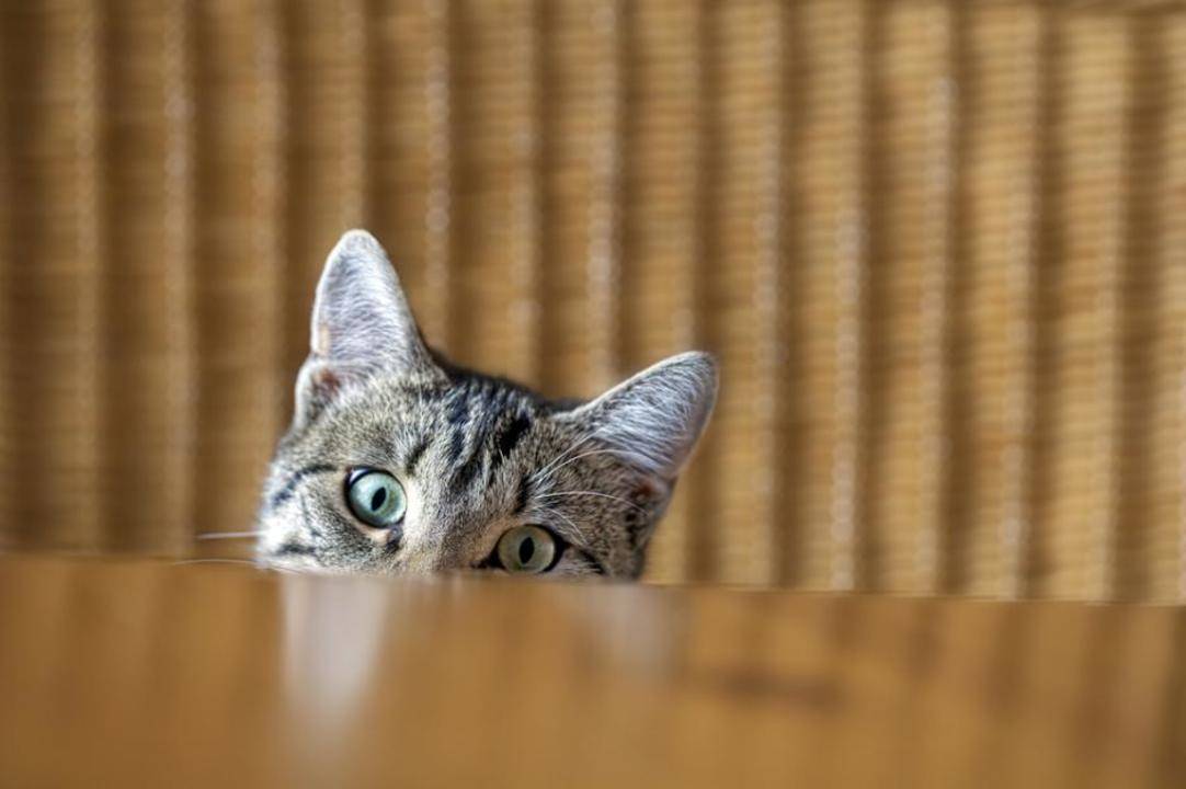 Защо котките обичат да бутат неща