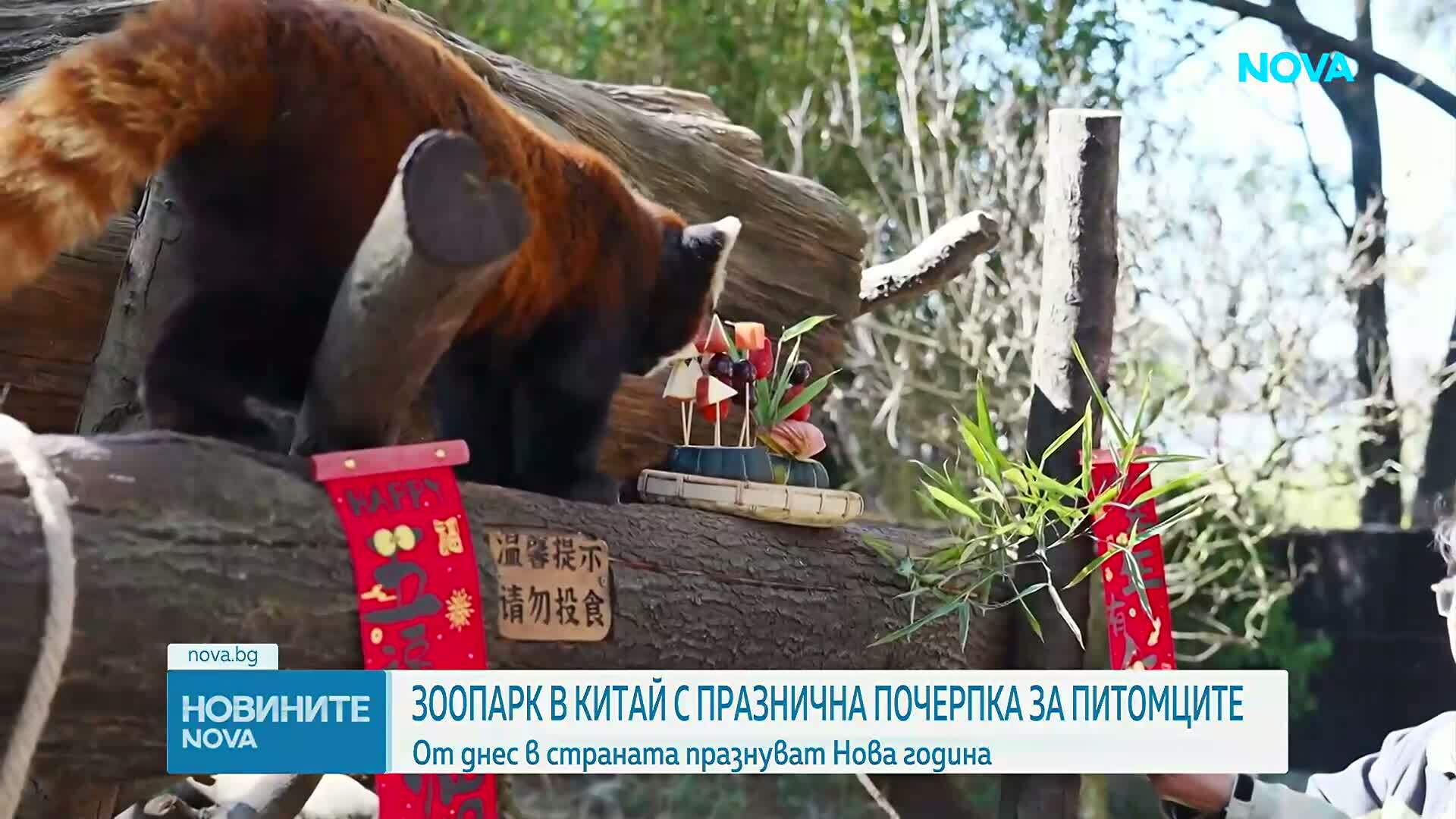 Зоопарк в Китай с празнична новогодишна почерпка за животните