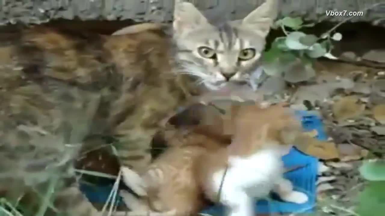 Това вече не са котки