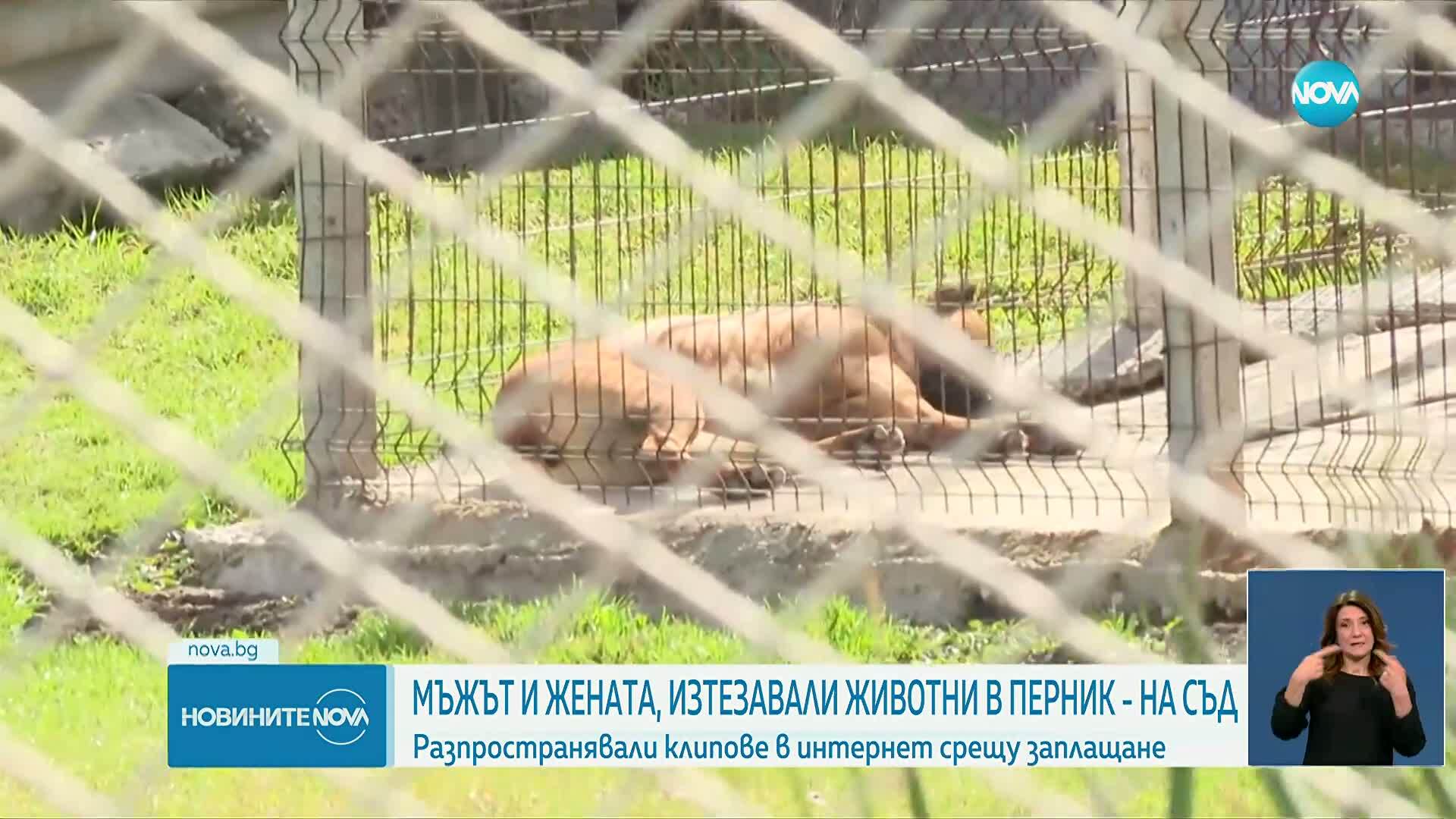 Съдят мъжа и жената от Перник, заснемали порнографски клипове с насилие над животни