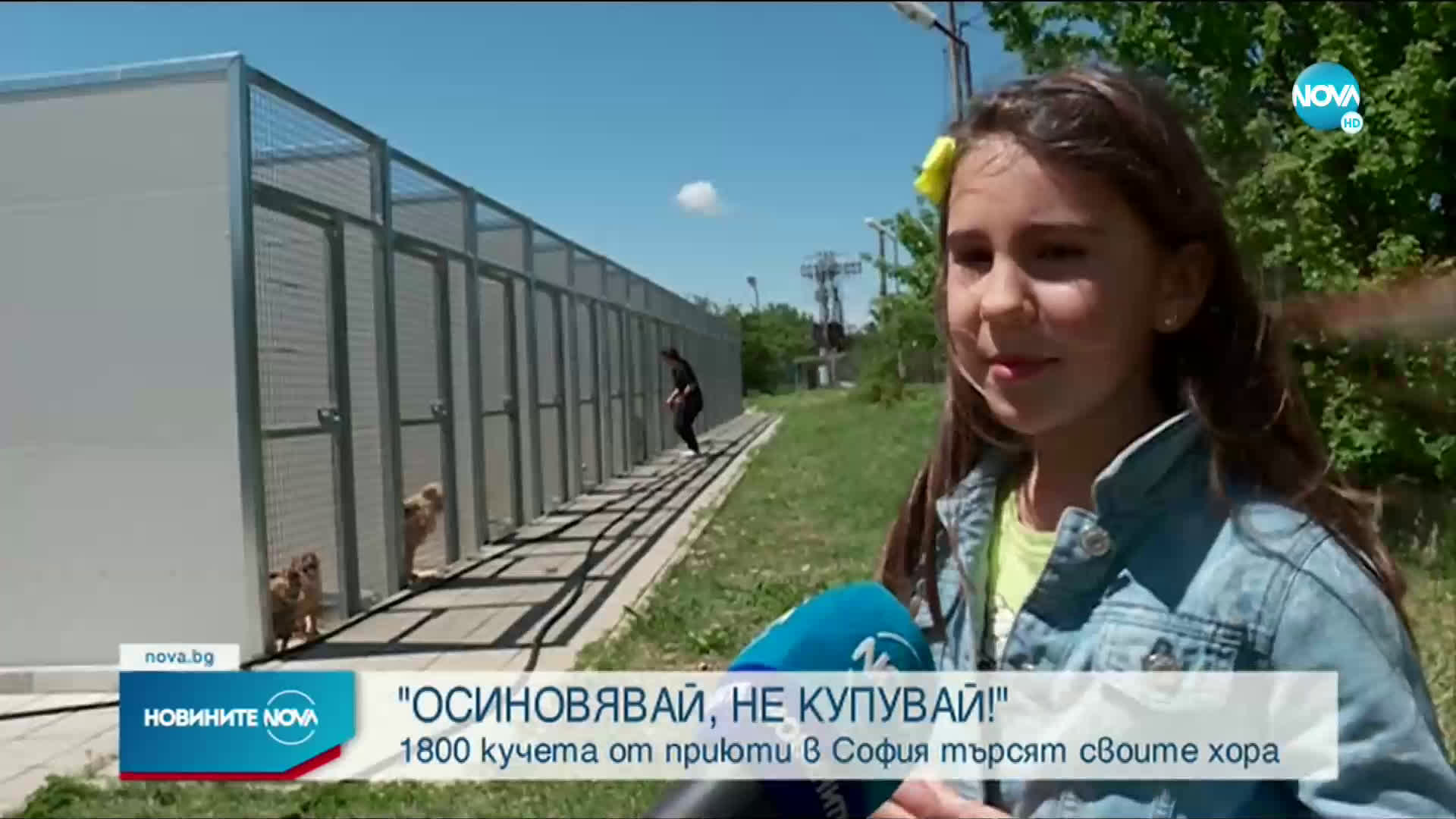 1800 кучета от приюти в София търсят осиновители