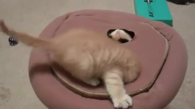 Сладки котенца си играят