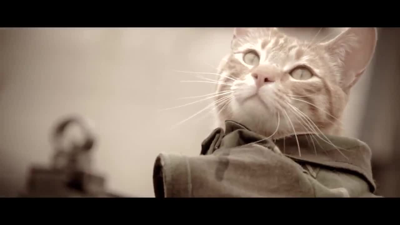 Котка рискува живота си за своите приятели