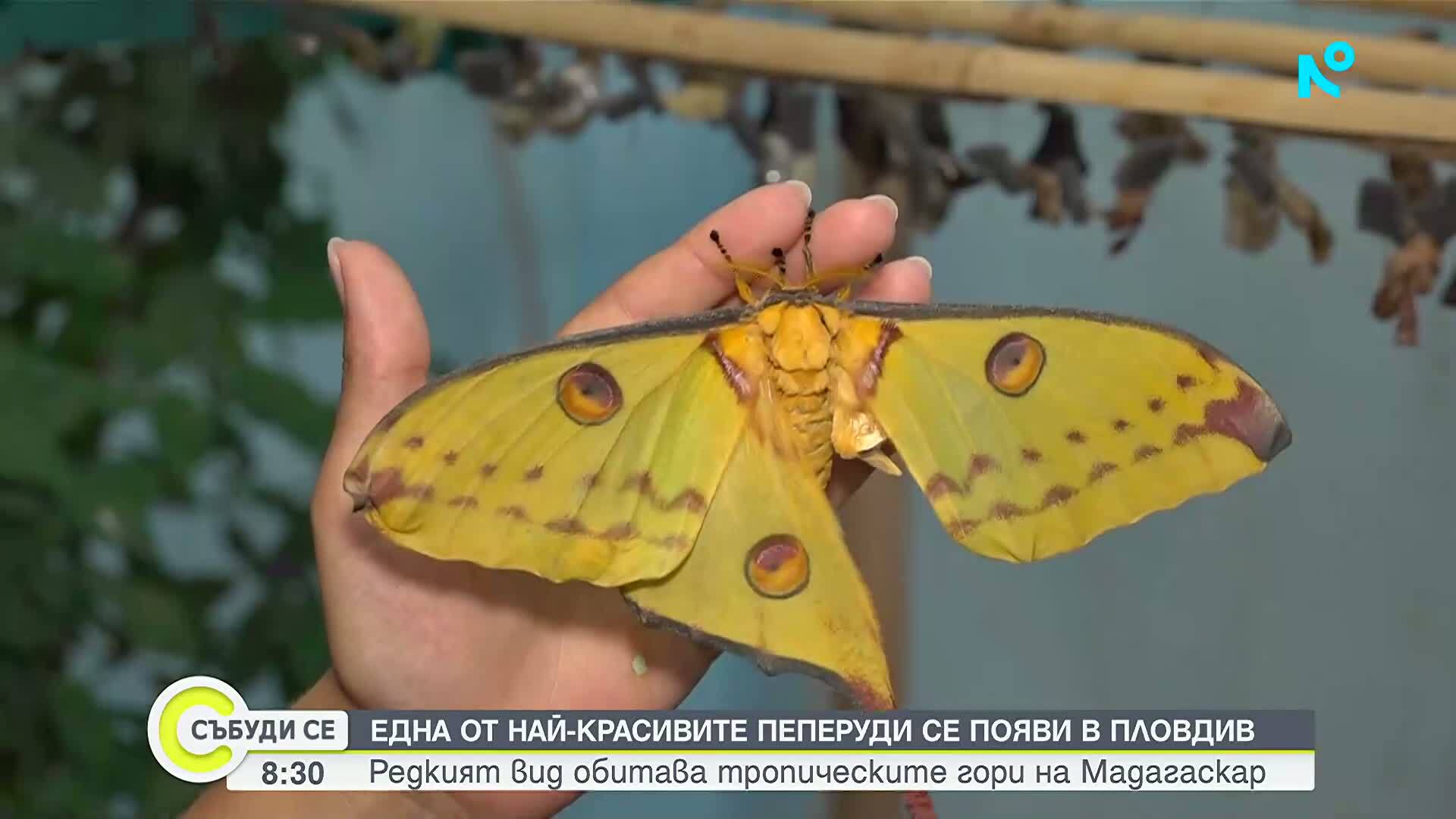 Една от най-красивите пеперуди в света се появи в музея в Пловдив