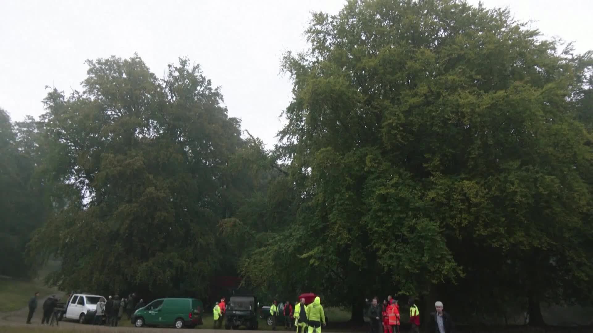 Взривиха дърво в датски парк, клоните му били опасни за минувачите (ВИДЕО)