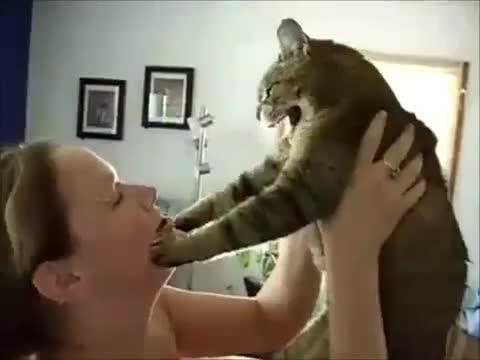 Смях - Луди котки 2012 - Crazy cats