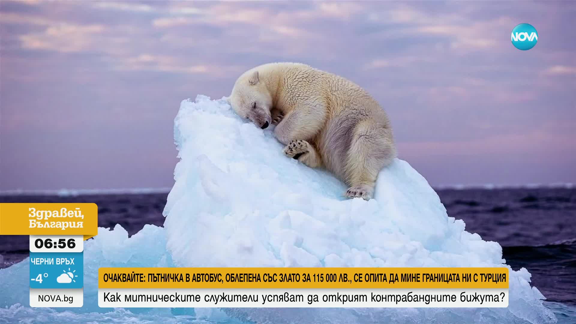 Кадър на полярна мечка, заспала върху айсберг, спечели награда