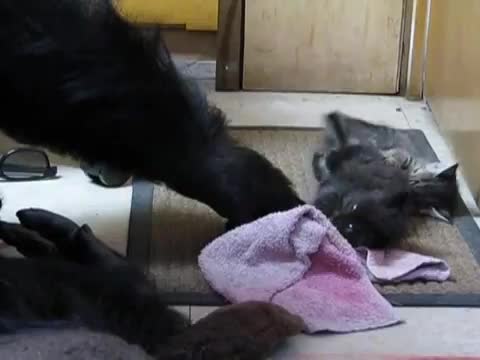 Горилата Коко си играе с две малки котета