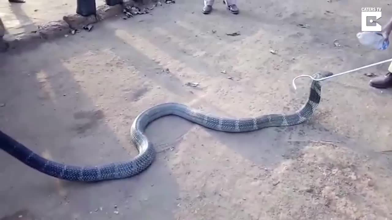 Кобра пие вода от бутилка .
