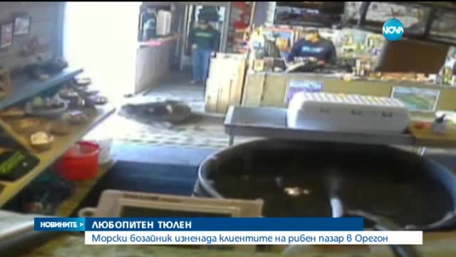 Тюлен изненада клиентите на рибен пазар