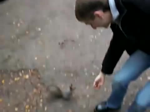 Ядосана и сладка катерица взема храна от хората за да похапне.