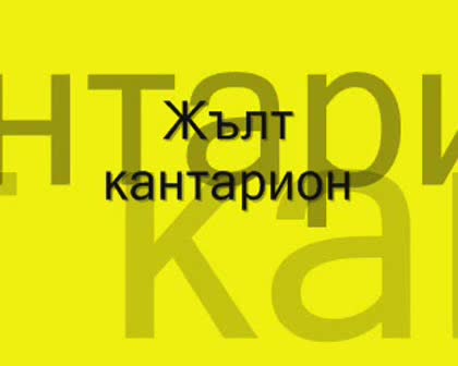 Жълт Кантарион - Кючек (new)