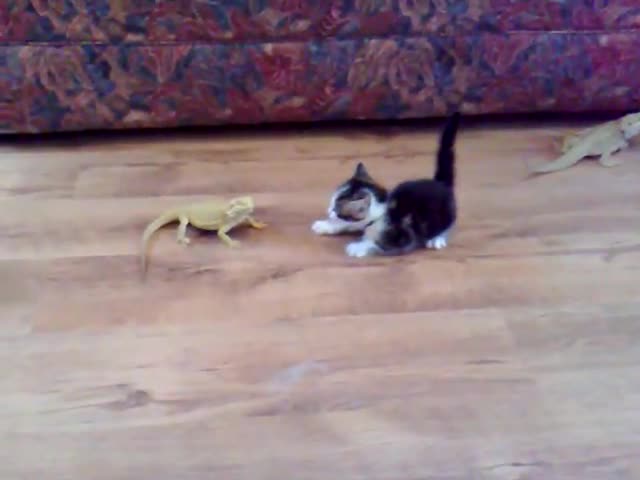 Сладко коте се закача с игуани ..