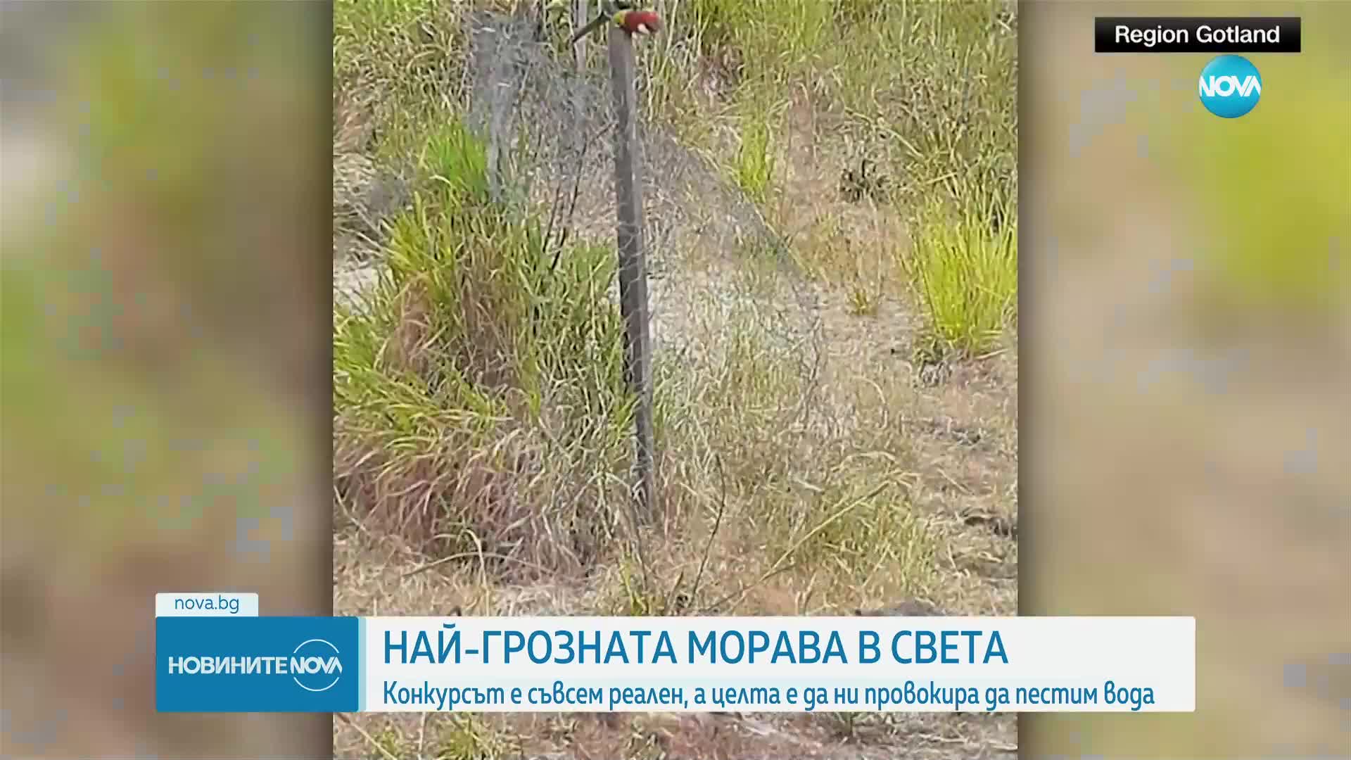 Конкурс за най-грозната ливада в света (ВИДЕО)