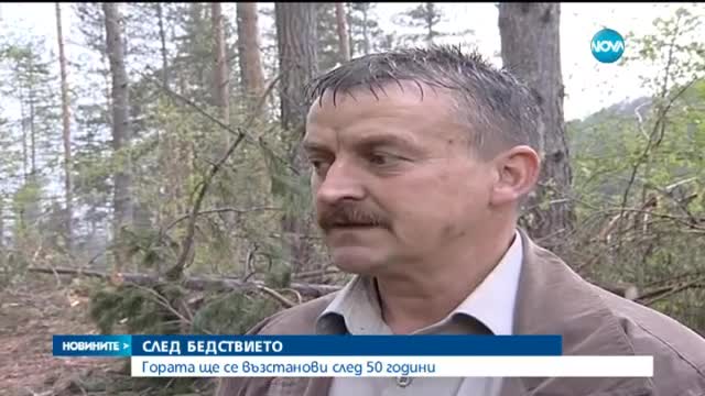 50 години нужни, за да се възстановят горите в Родопите след тази зима