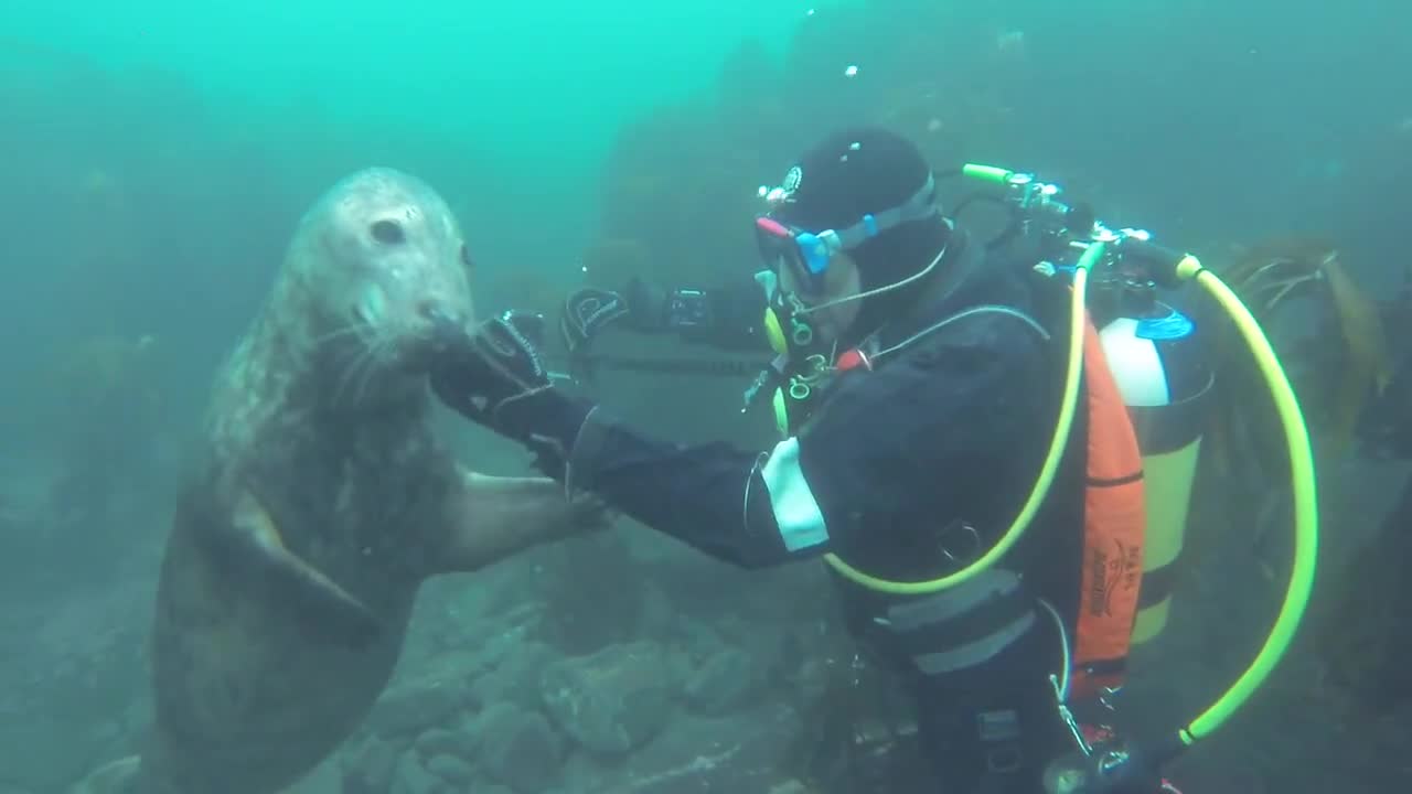 >Диви тюленчета играят с водолази !