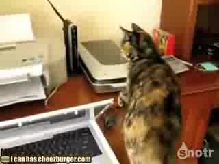Котка срещу принтер