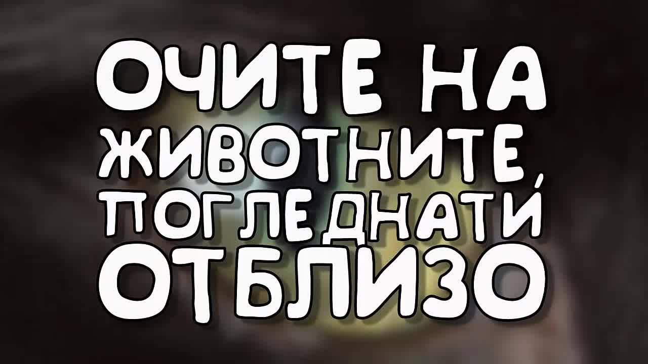 Очите на животни, погледнати отблизо