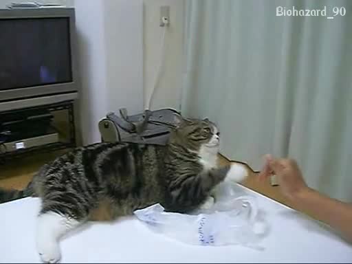 Лудото коте се отегчава