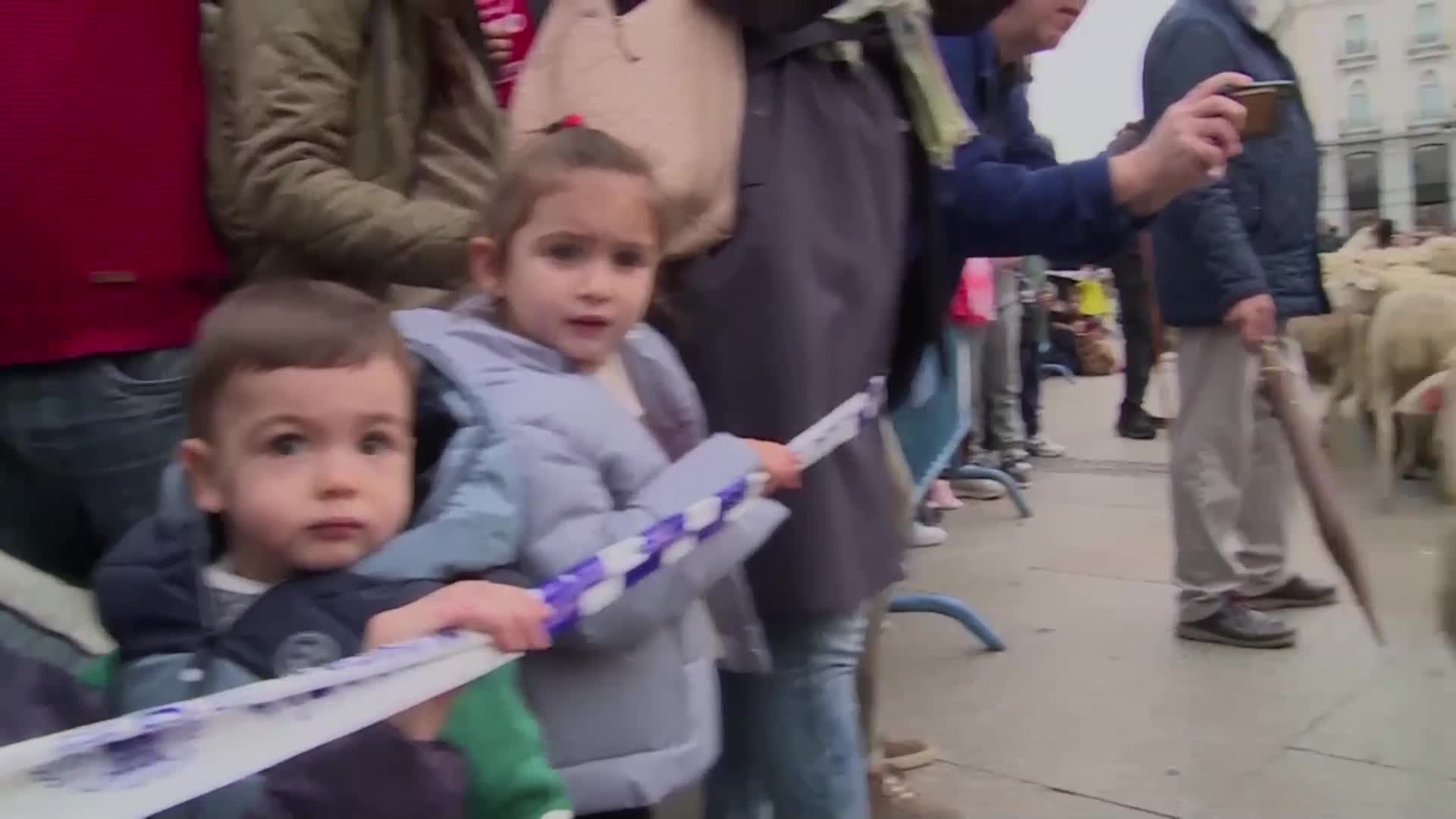 Хиляди овце „превзеха” улиците на Мадрид (ВИДЕО)