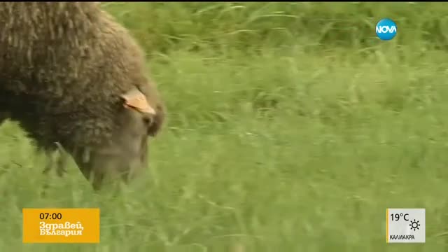 В Полша използват стадо за поддържане на тревни площи