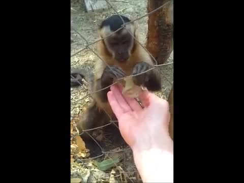 Сладка малка маймунка търси забавление...