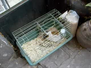 Морско Свинче