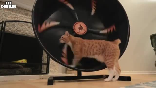 Котка тренира ..