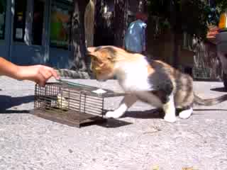 Котка Хваща Мишка