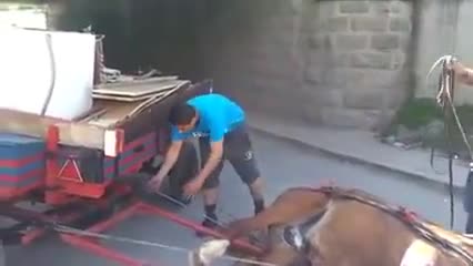 Жестокост! Циганин Убива Изнемощял Кон!!!
