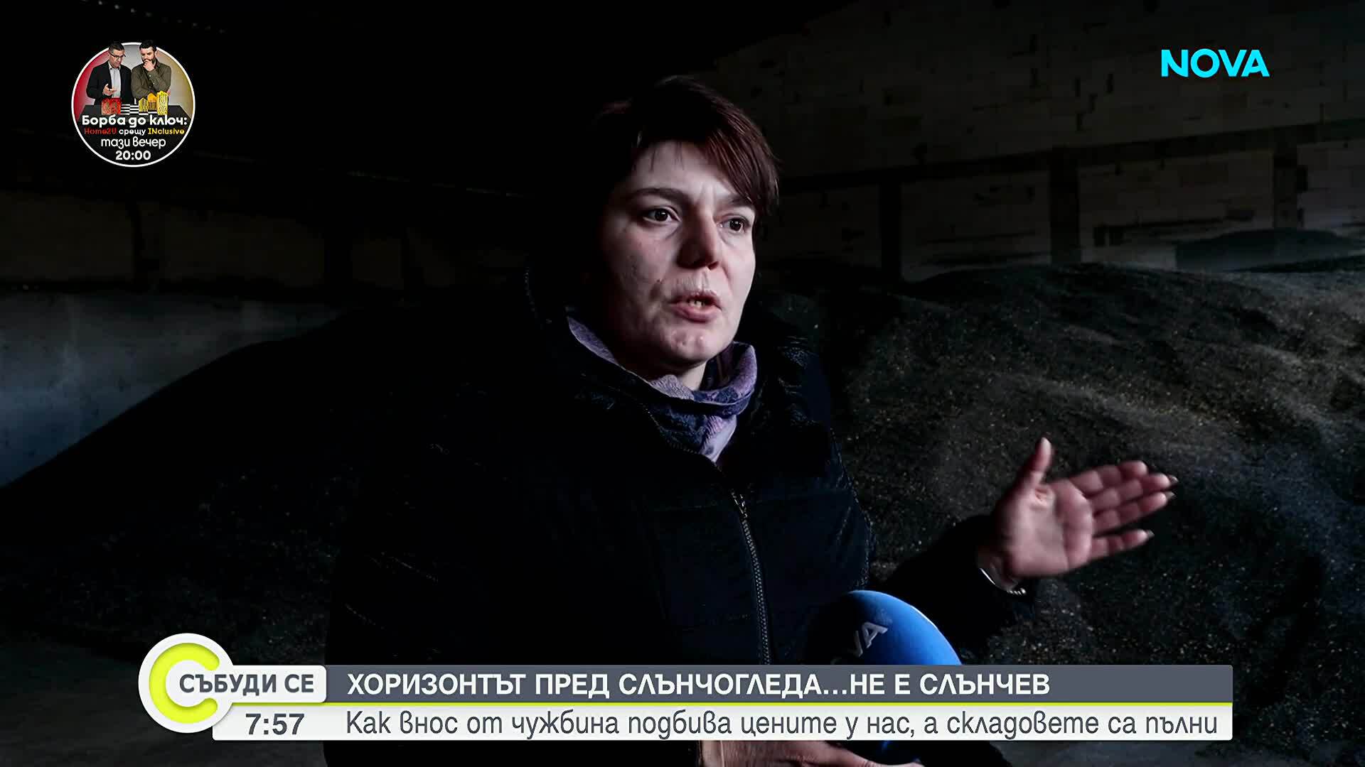 Защо хоризнотът на слънчогледа у нас не е слънчев